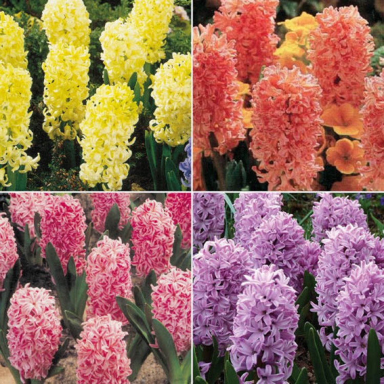 RAINBOW HYACINTH COLLECTION 10 One of each of ten different varieties